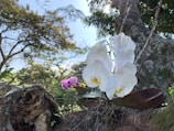 A cluster of white orchids with touches of yellow in the center is growing on a tree trunk in a lush forest setting. A few vibrant pink orchids can also be seen in the background. The surrounding trees have dense foliage, and sunlight filters through, creating a serene and natural atmosphere.