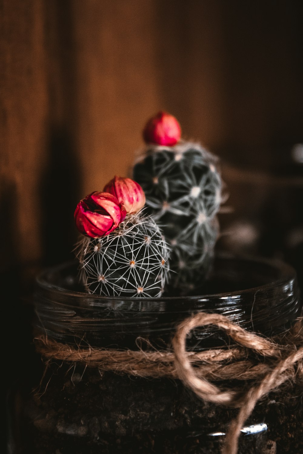 barrel cactus