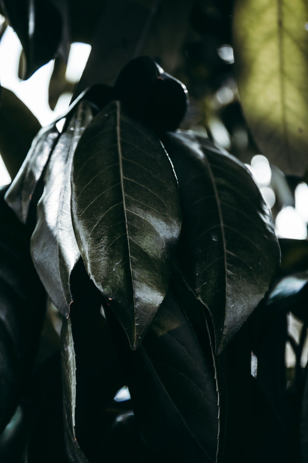 close-up photography of green plant