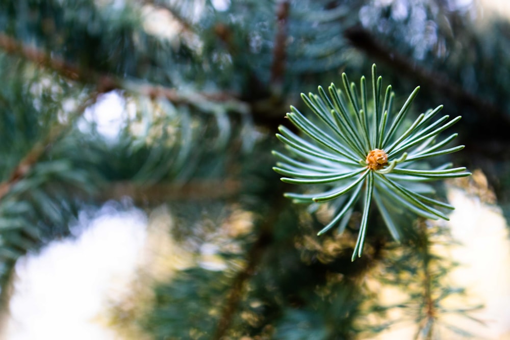 green-leafed plant