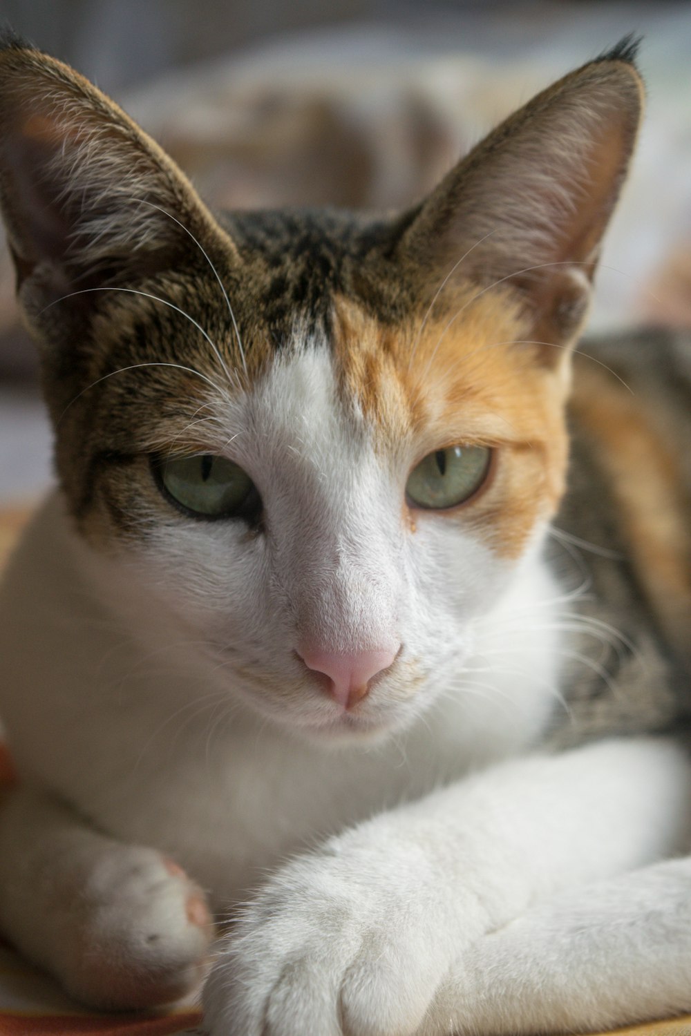 macro photography of calico cat