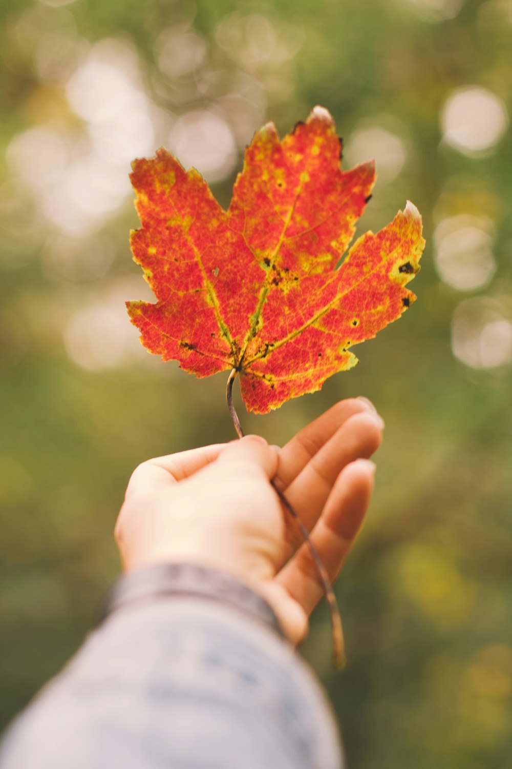 person holds red leaf