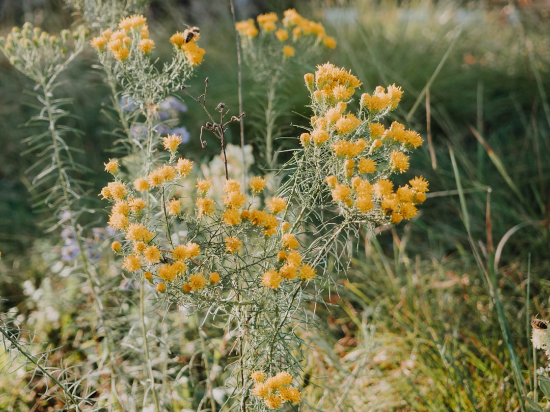 macro photography of yellow petaled flowers