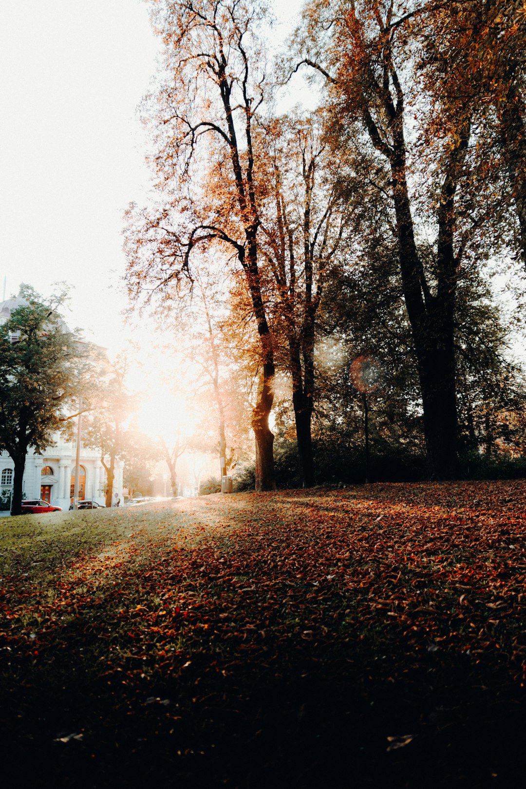 orange leafy trees