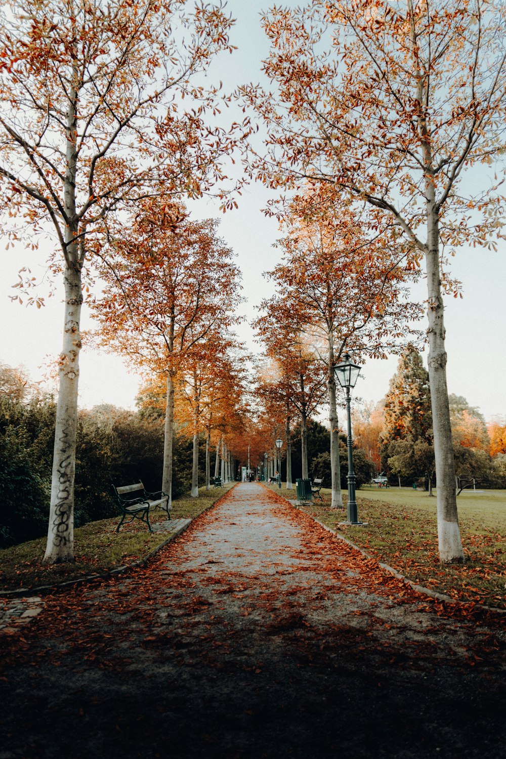 empty road between brown leafed trees