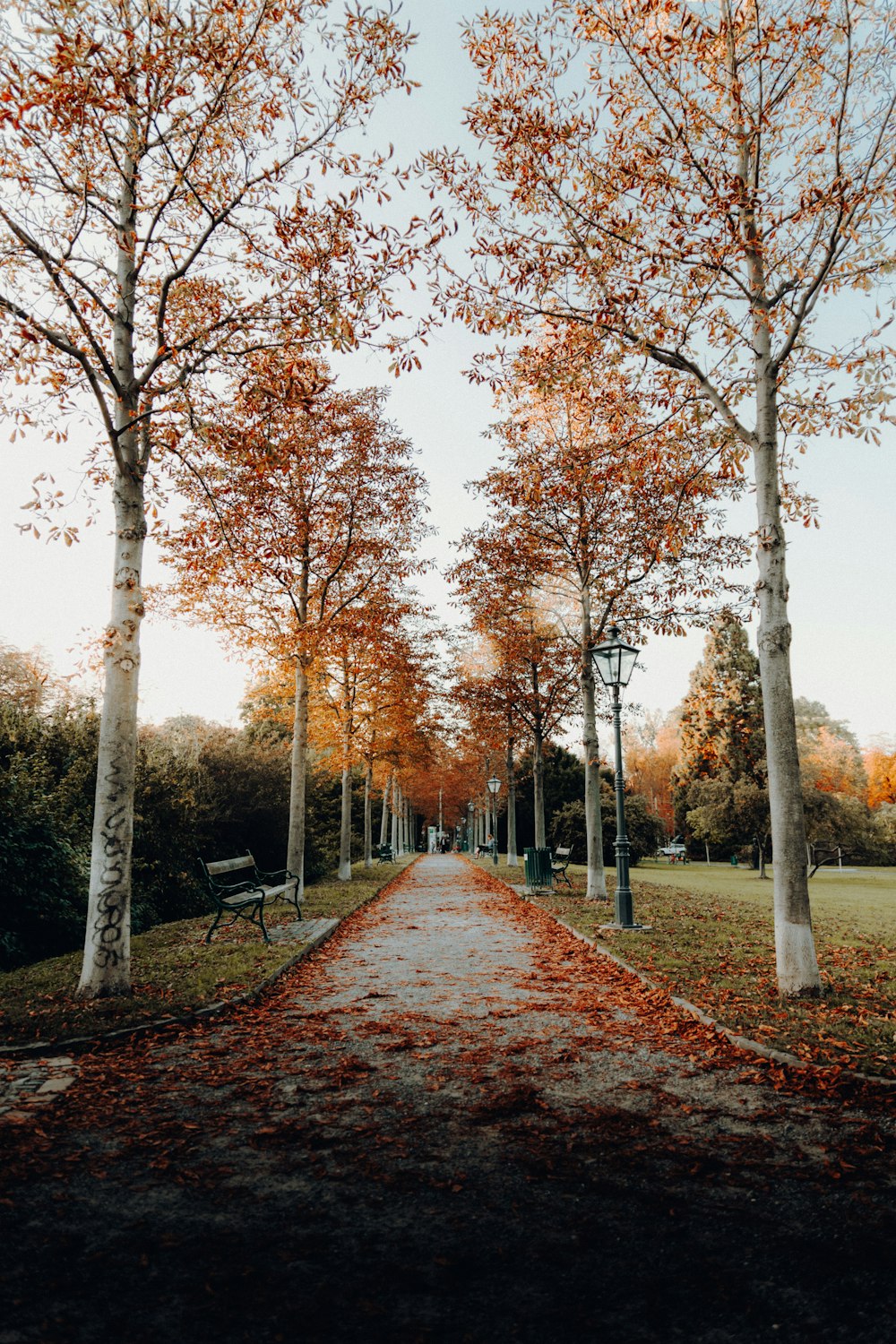 strada vuota tra alberi dalle foglie marroni