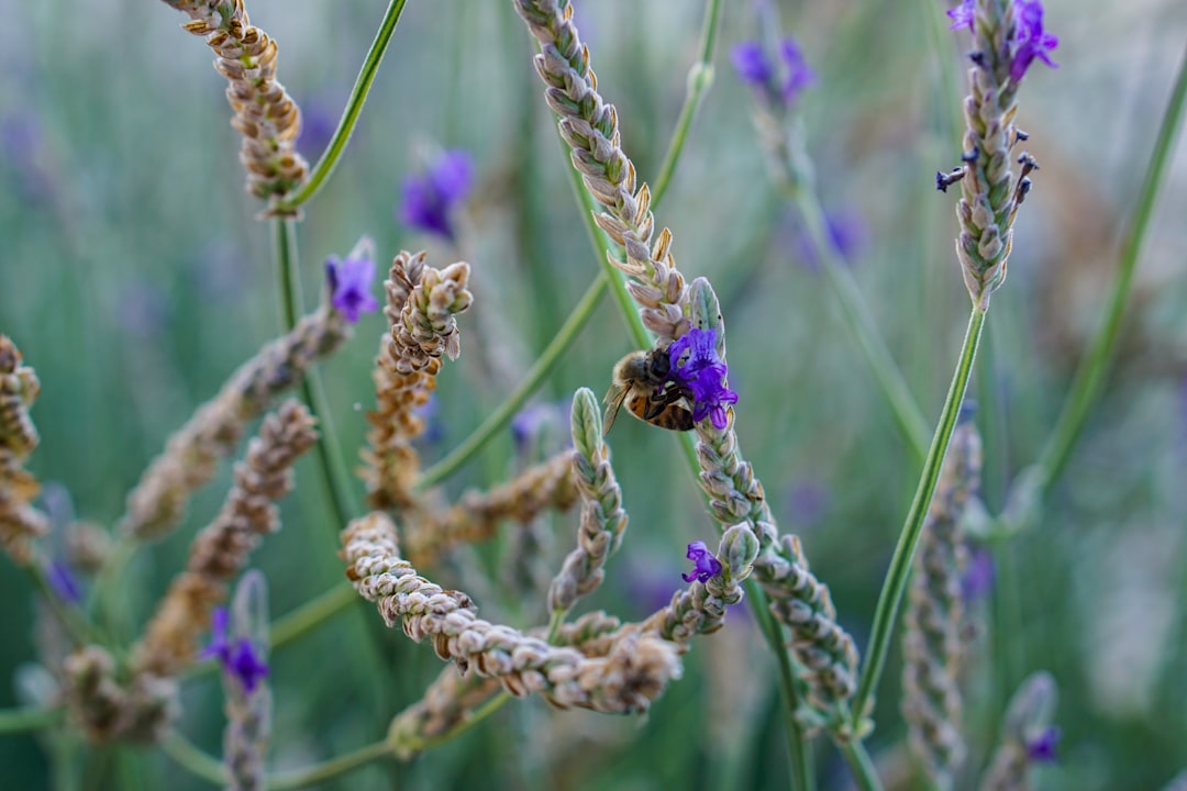 purple petaled flowers