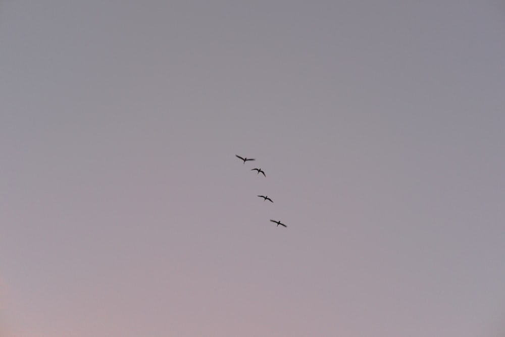 time-lapse photography of four birds in flight