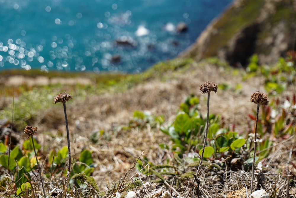 plantes à feuilles vertes près d’un plan d’eau