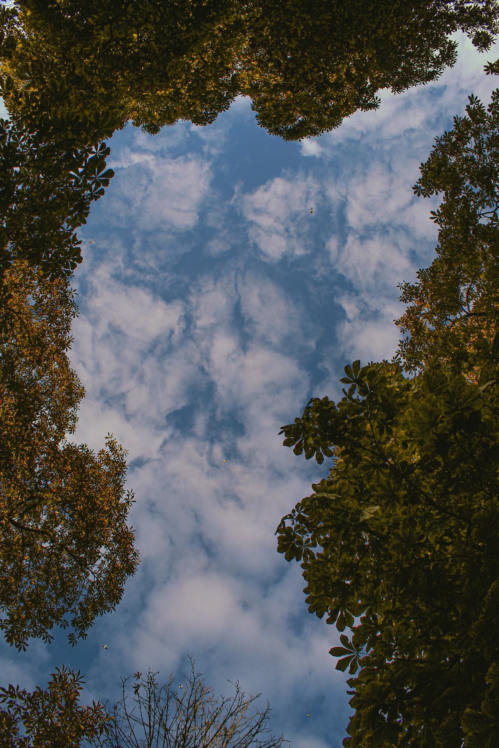 low-angle photography of green trees under blue and white sky during daytime