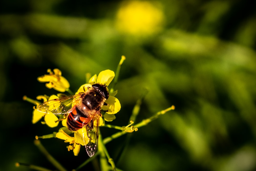 黄色い花びらの花に茶色と黒色のスズメバチのマクロ撮影