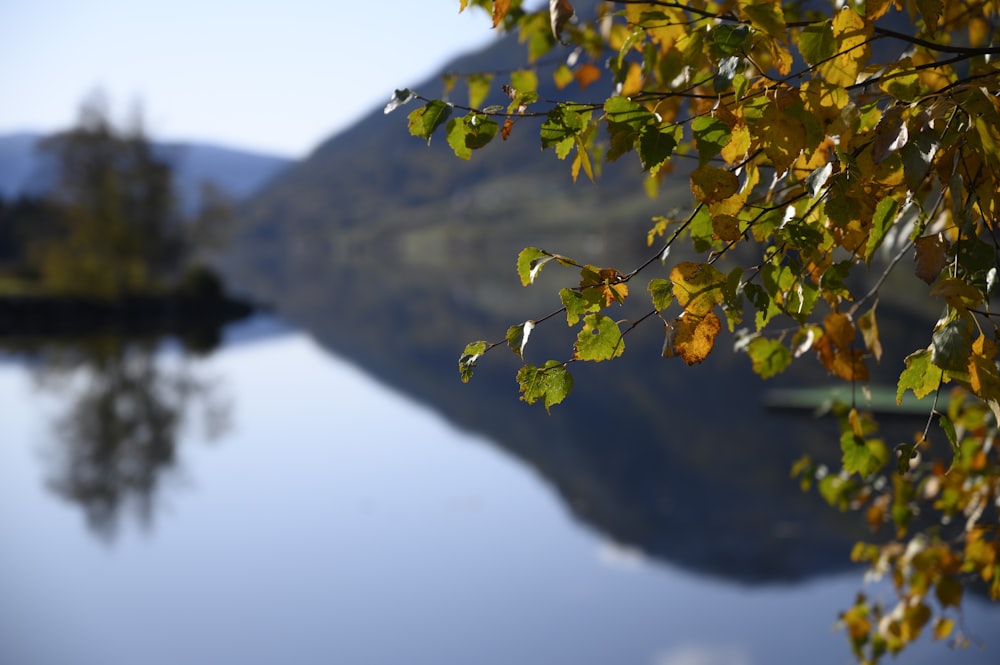 selective focus photography of green-leafed plant