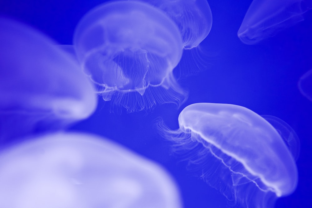 blue jellyfishes swimming under blue waters