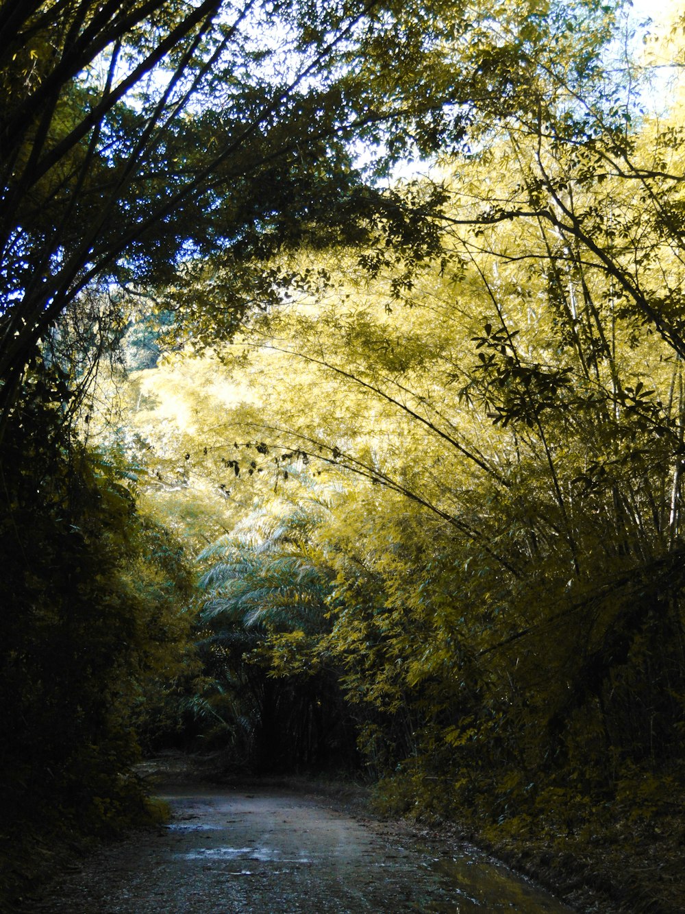 pathway surrounded by trees