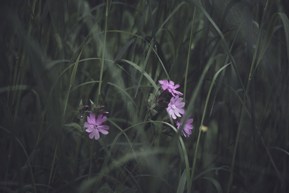 pianta da fiore dai petali viola a foglia verde