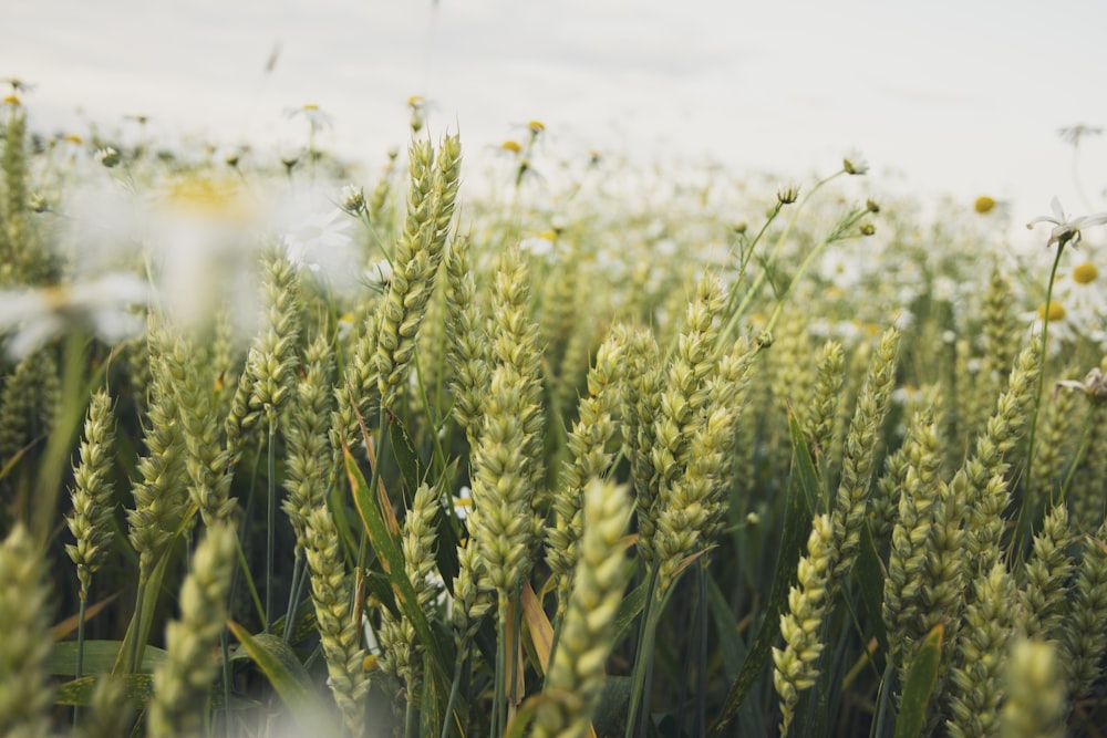 green wheat field