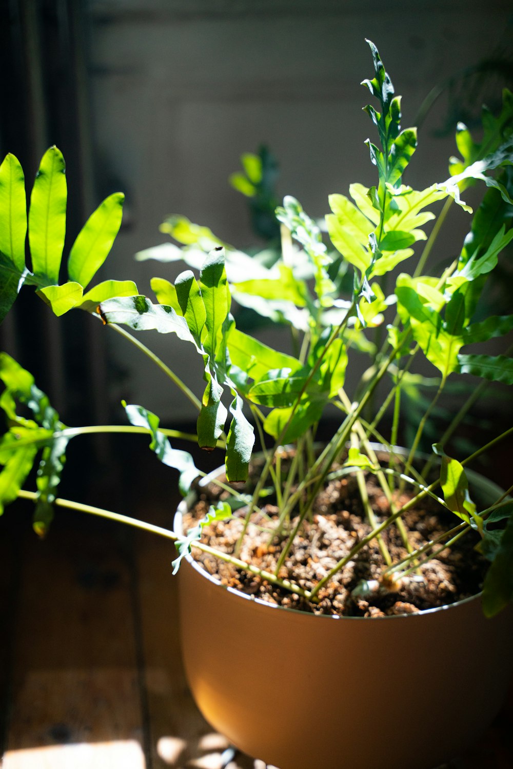 green-leafed plant