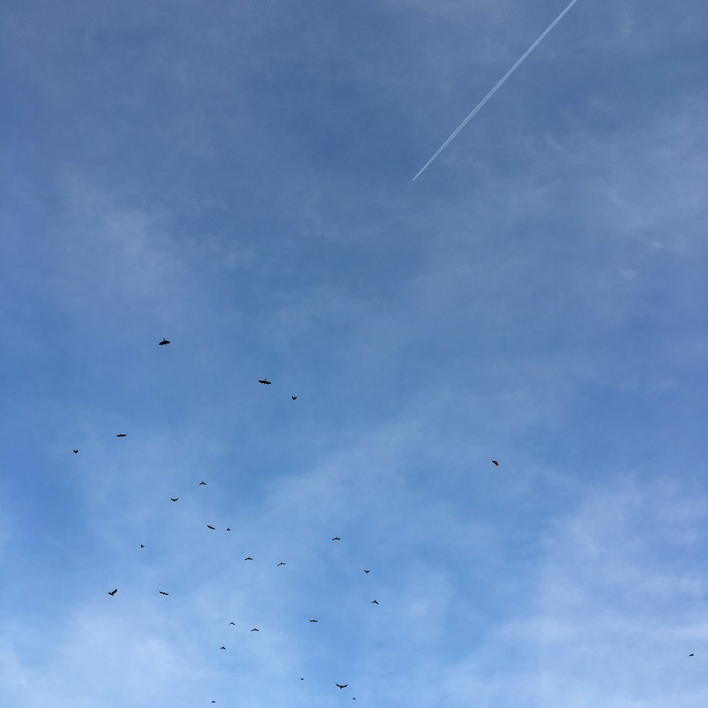 time-lapse photography of birds in flight during daytime
