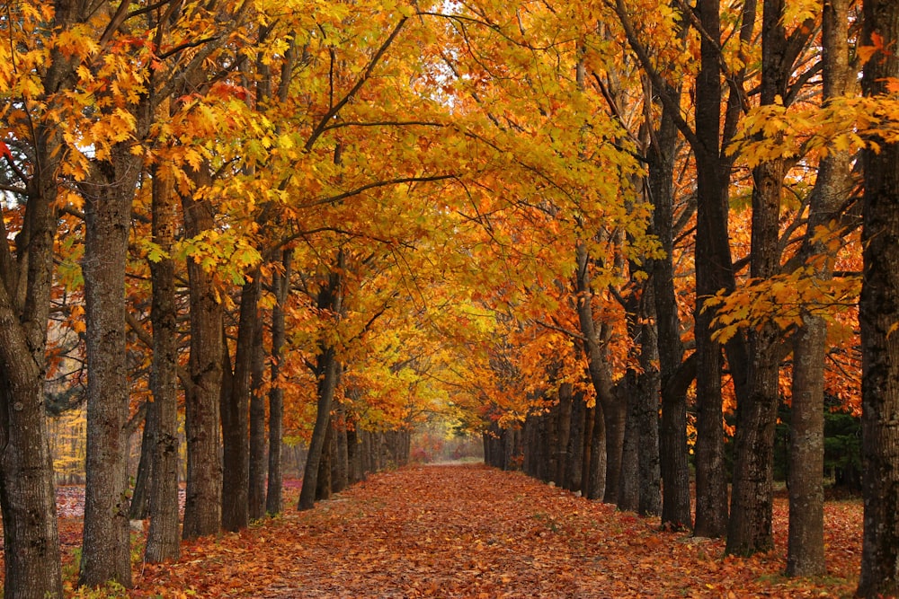 pathway between inline trees covered with leaves