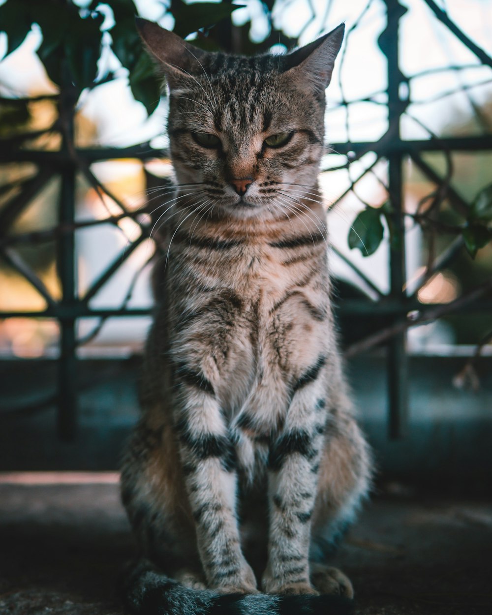 gray tabby cat