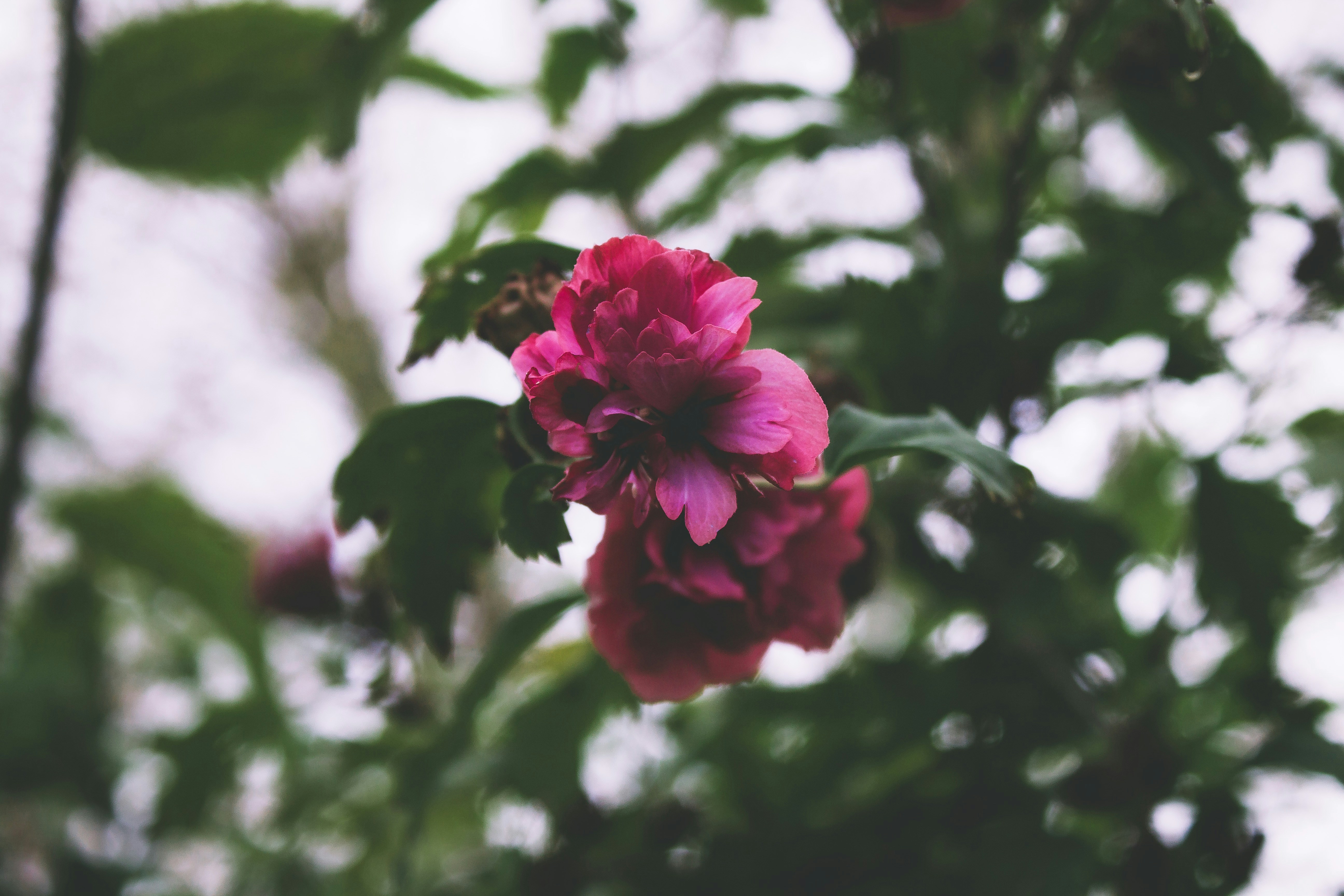 Photo by micheleschiesaro