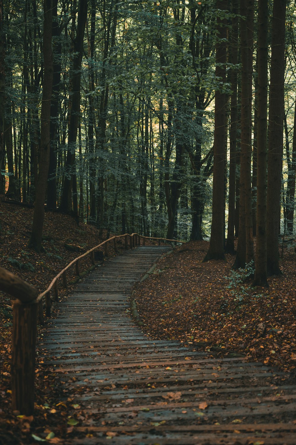 gray pathway between trees