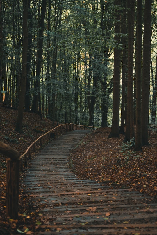 gray pathway between trees in Sächsische Schweiz-Osterzgebirge Germany