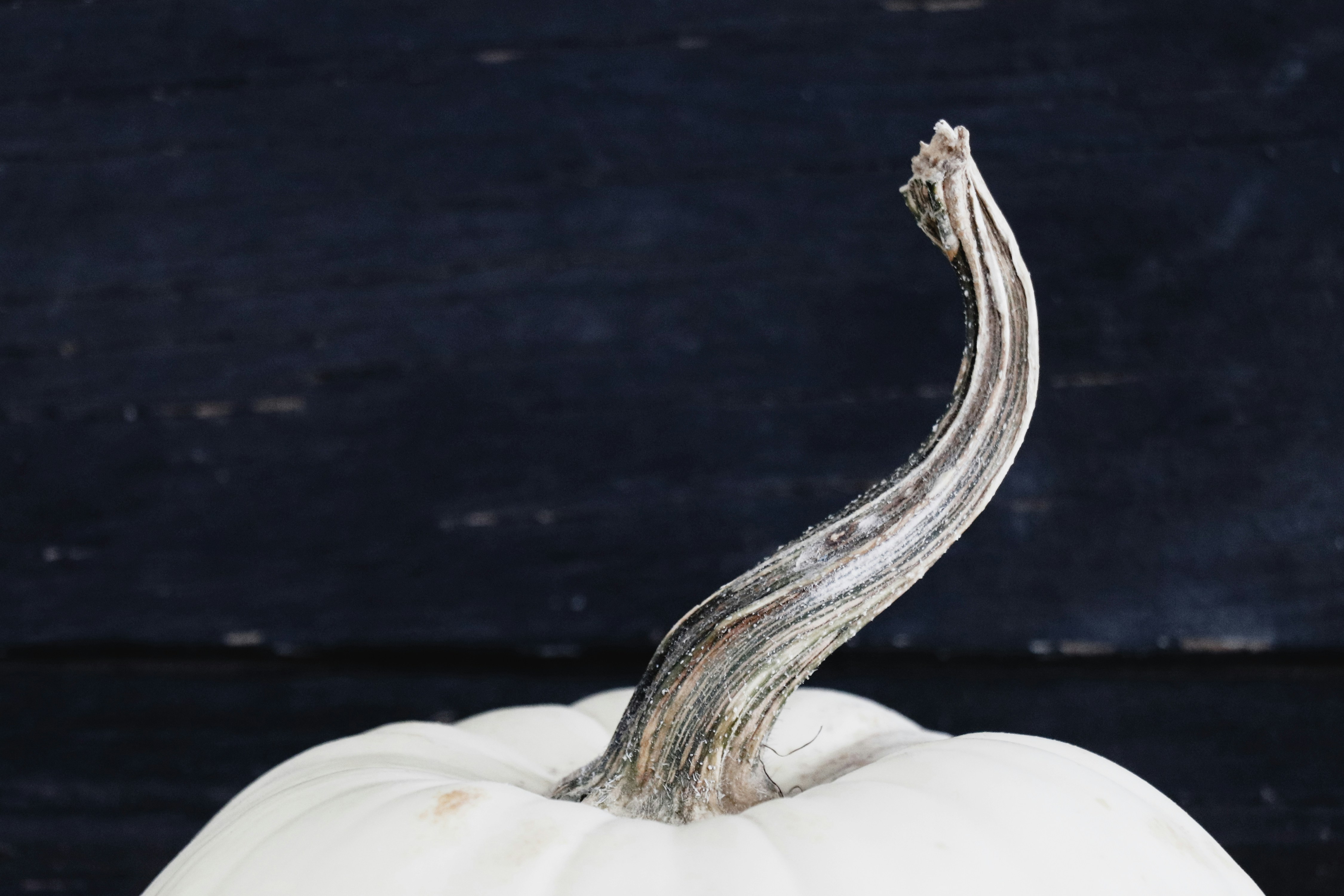 White pumpkin with long stem