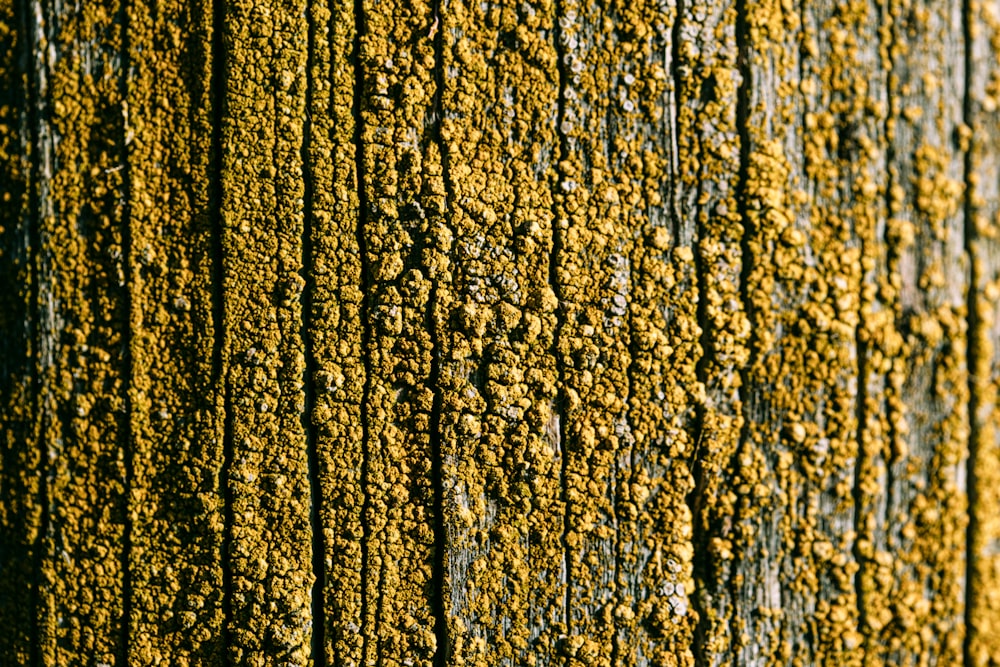 yellow wall