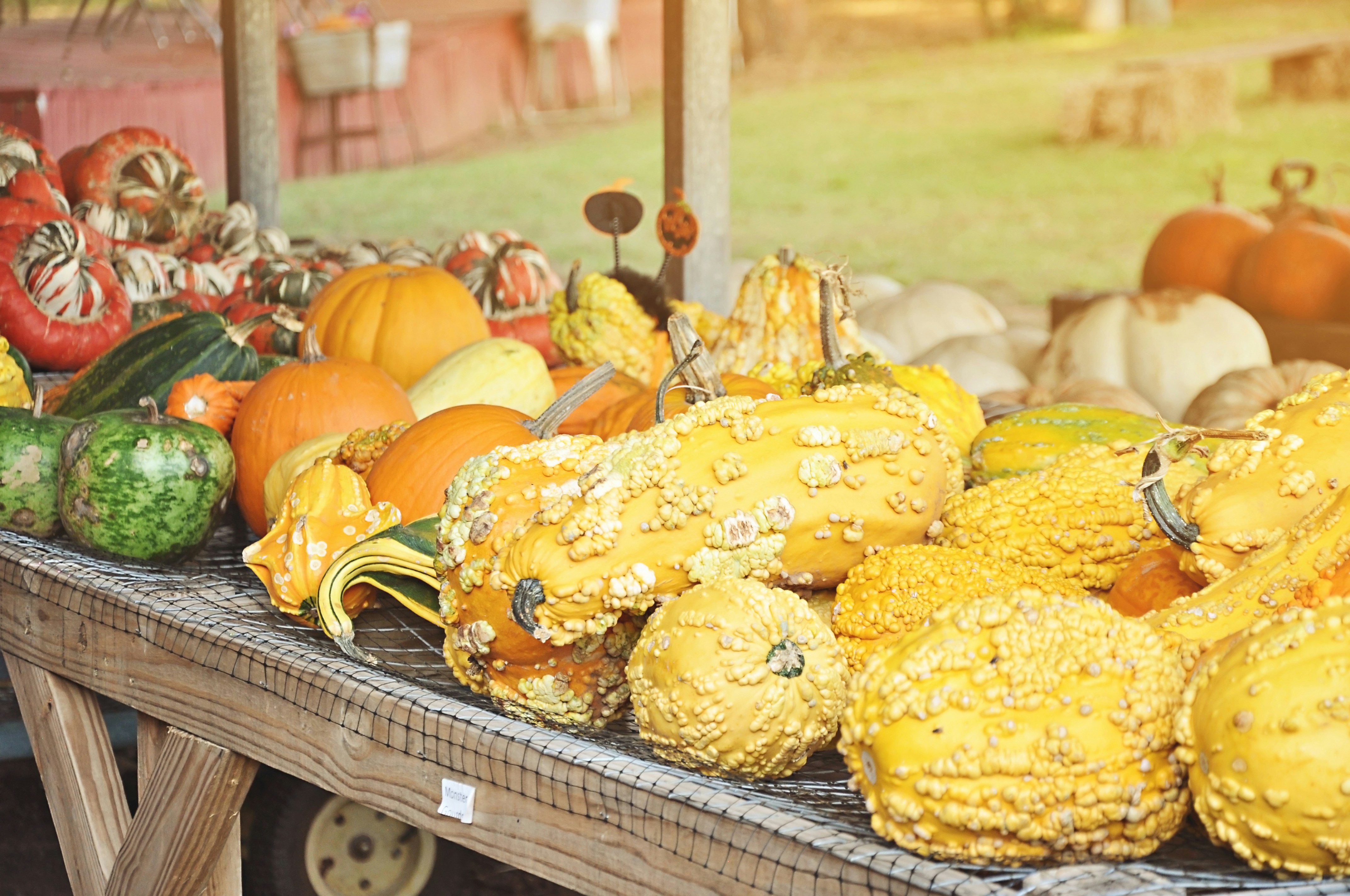 Table of Pumpkins and Autumn squash at the pumpkin patch.