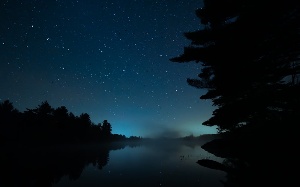 tree silhouette at night