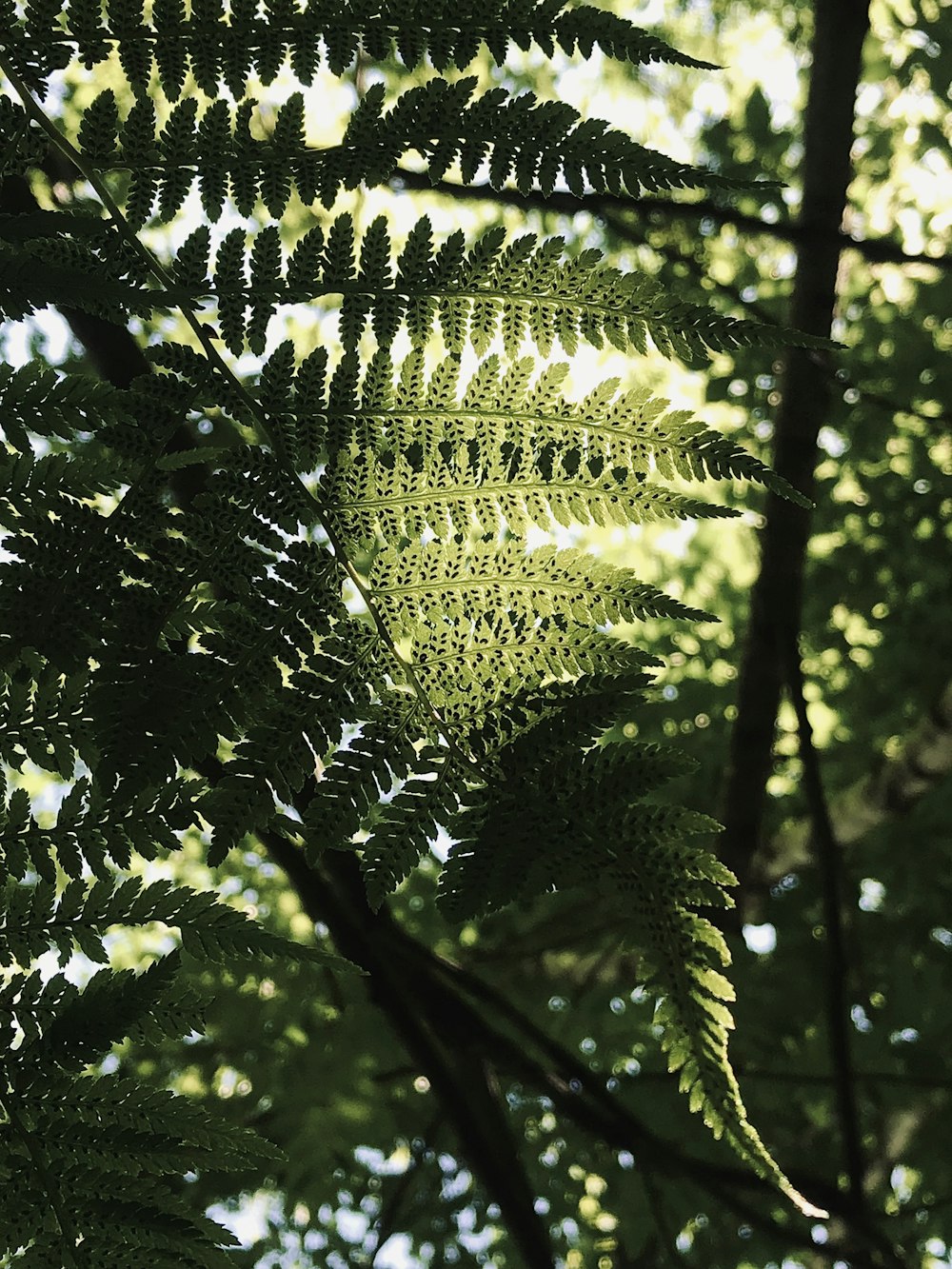 green fern plant