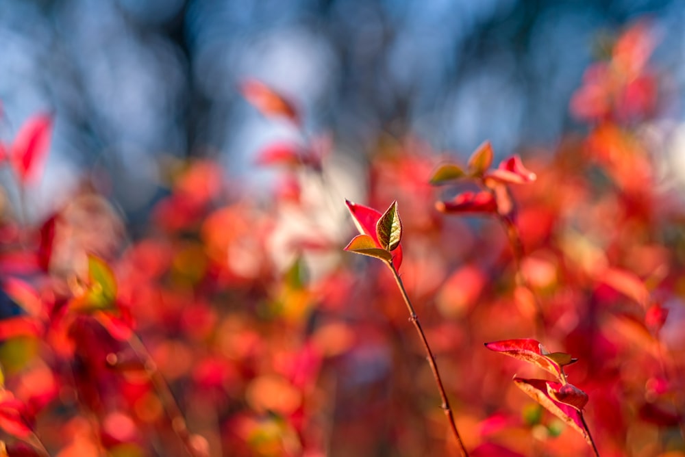 Planta roja