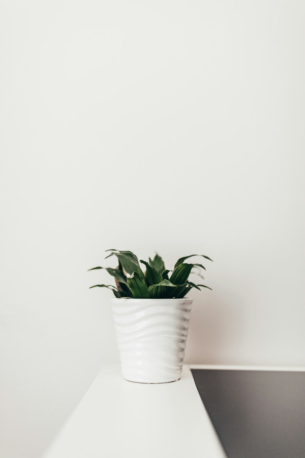 minimalist photography of green-leafed potted plant on a table