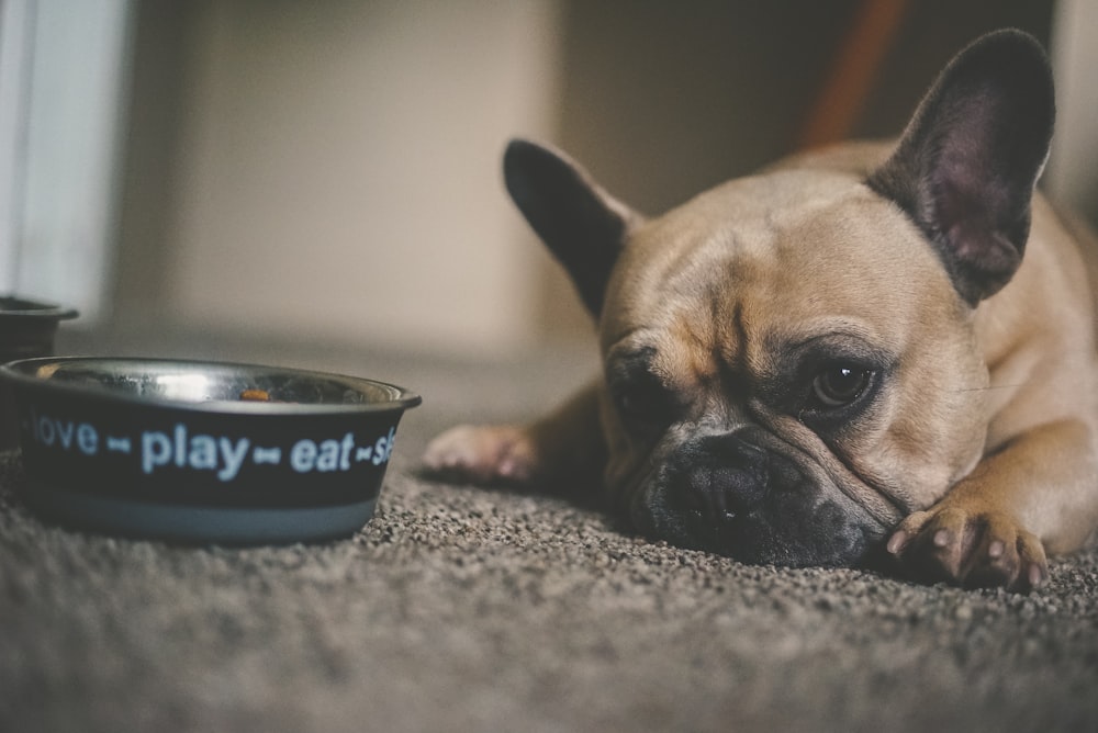 puppy beside pet bowl