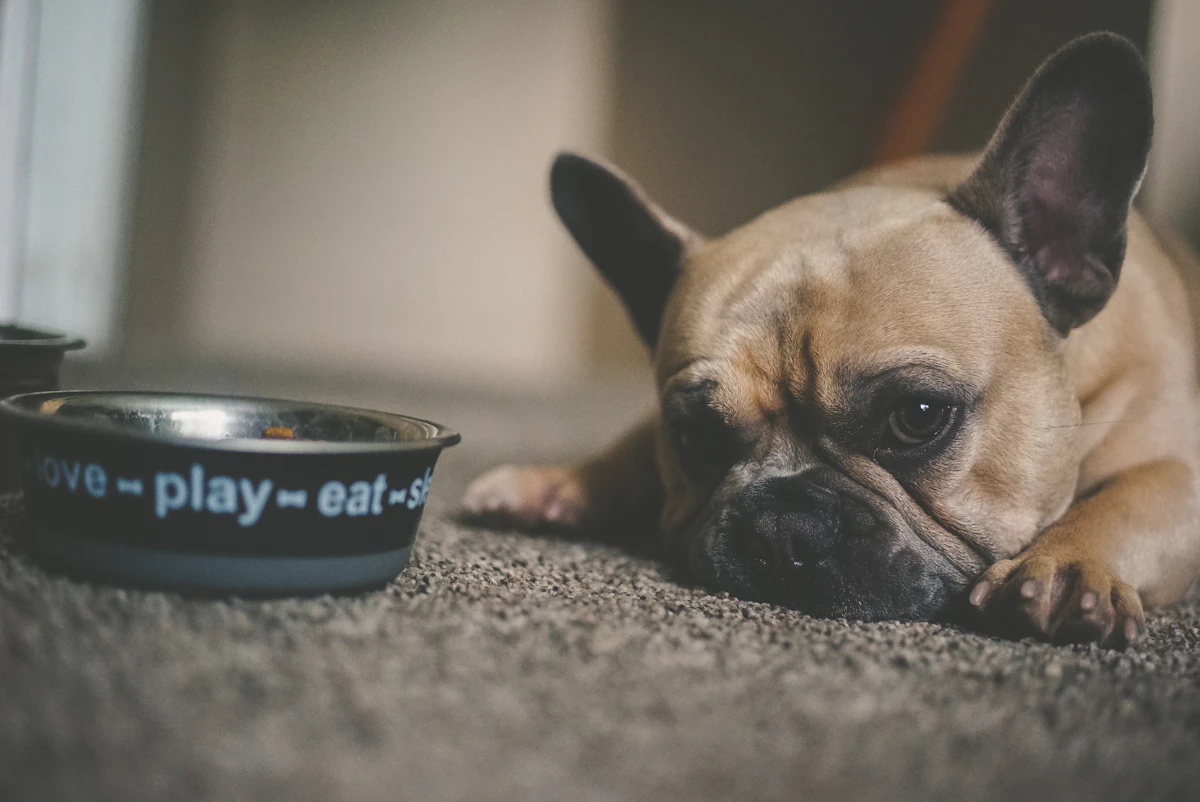Cachorro junto a su cuenco de comida