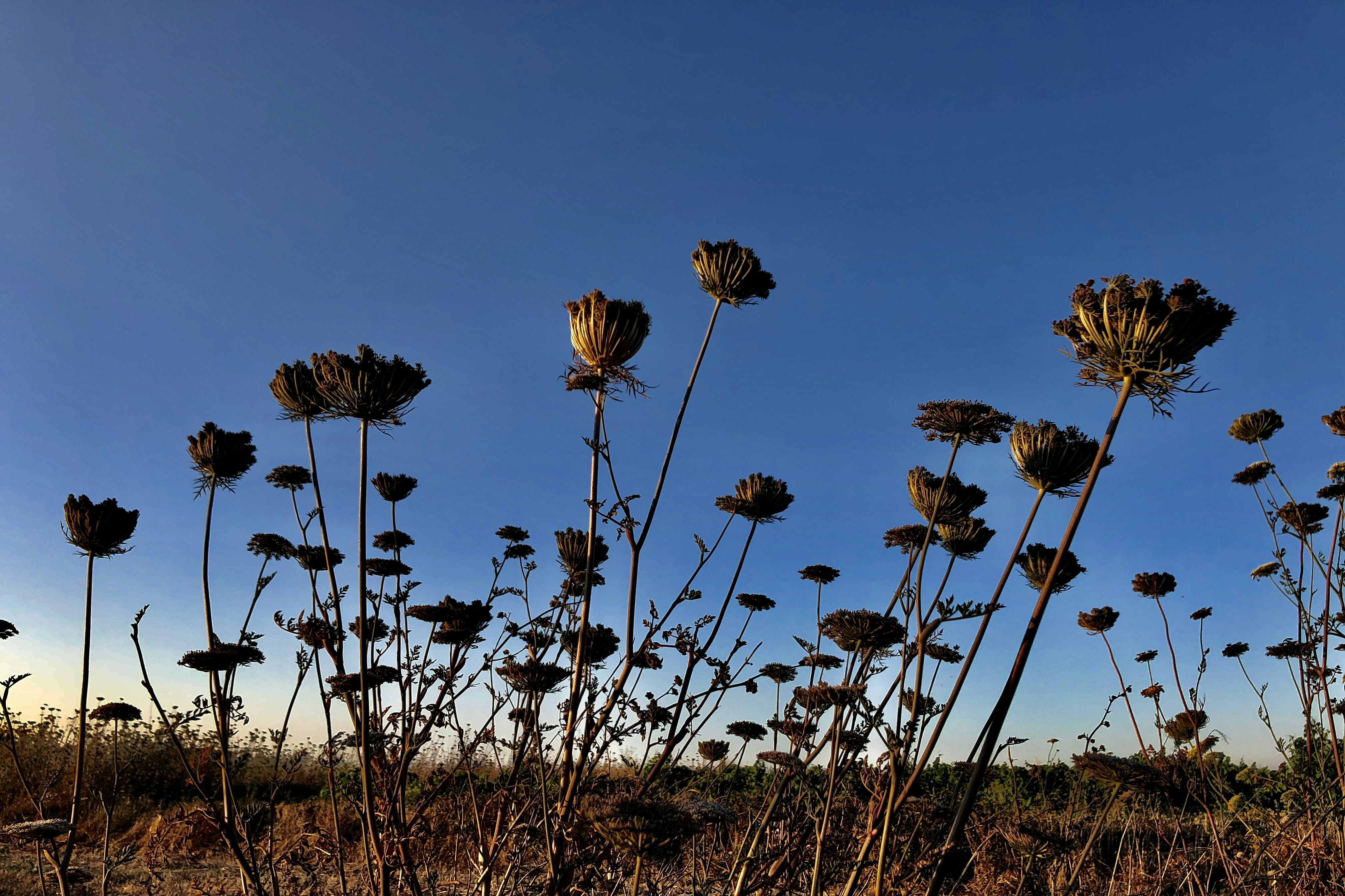 brown flowers beside grass