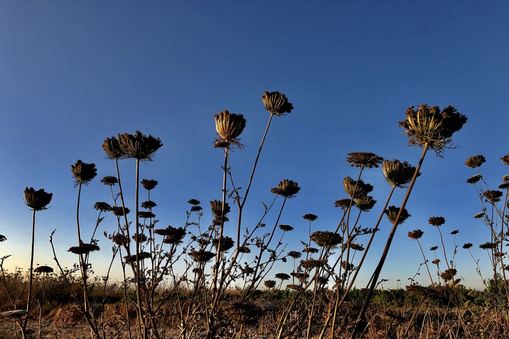 brown flowers beside grass