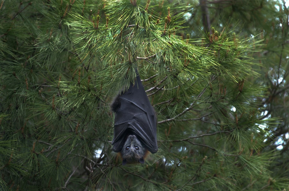 murciélago negro bajo el árbol