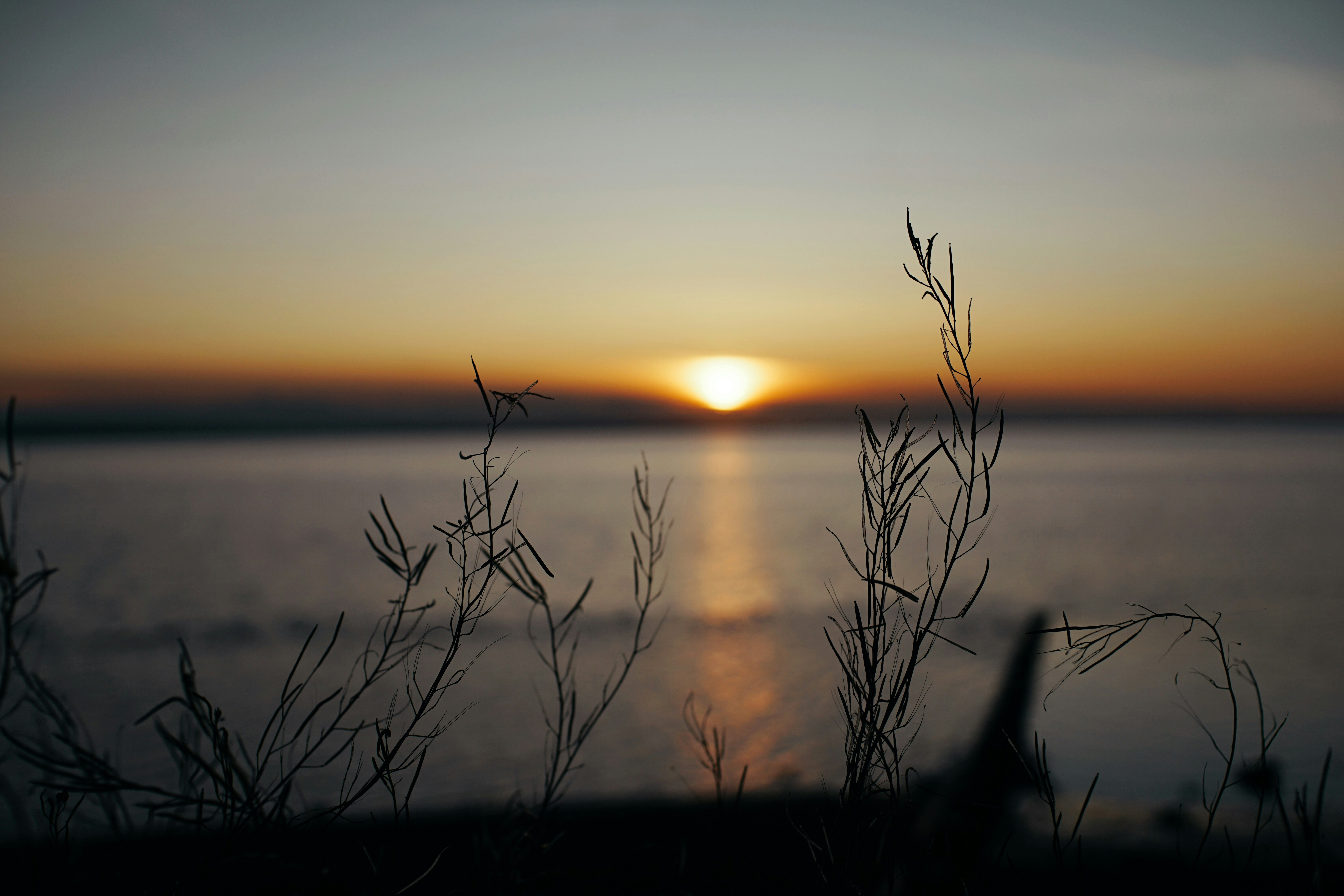 grass near body of water