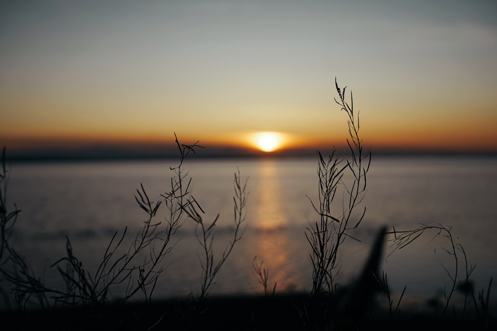 grass near body of water