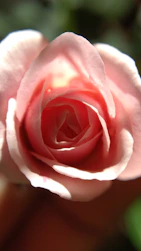Softly lit close-up of the éclat rose dress fabric in blush pink, highlighting its delicate texture.