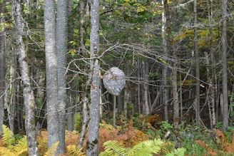 Landscape view of Landes forest with a hidden hornet nest among the trees.