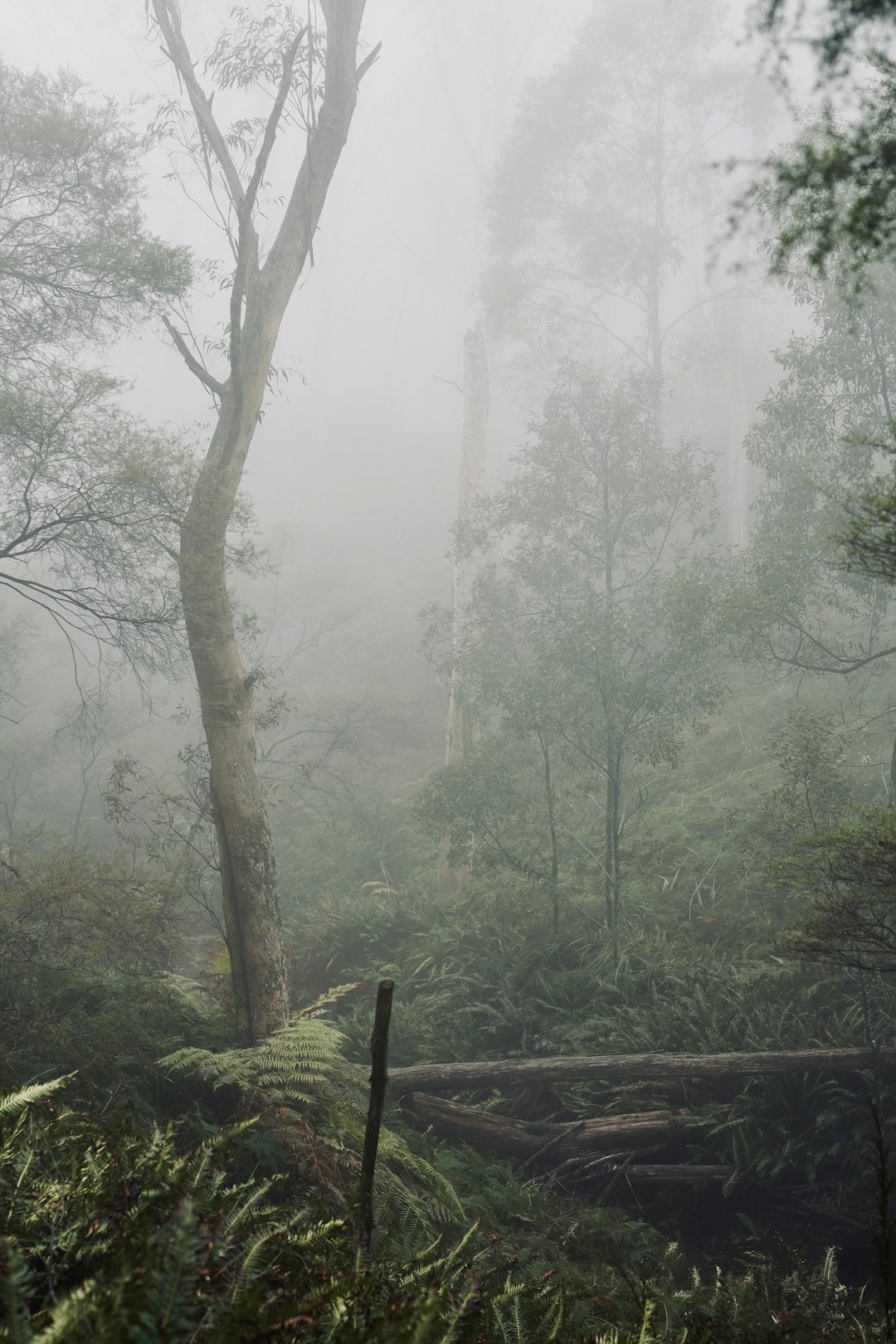 Forest photo spot Blue Mountains Mona Vale Beach