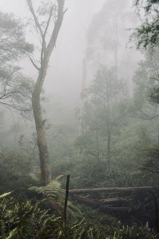 fern plant beside trees in Blue Mountains Australia