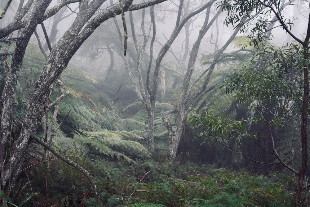 fern plants near tree