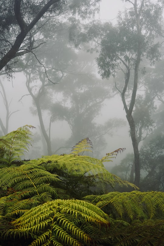 green ferns in Blue Mountains Australia