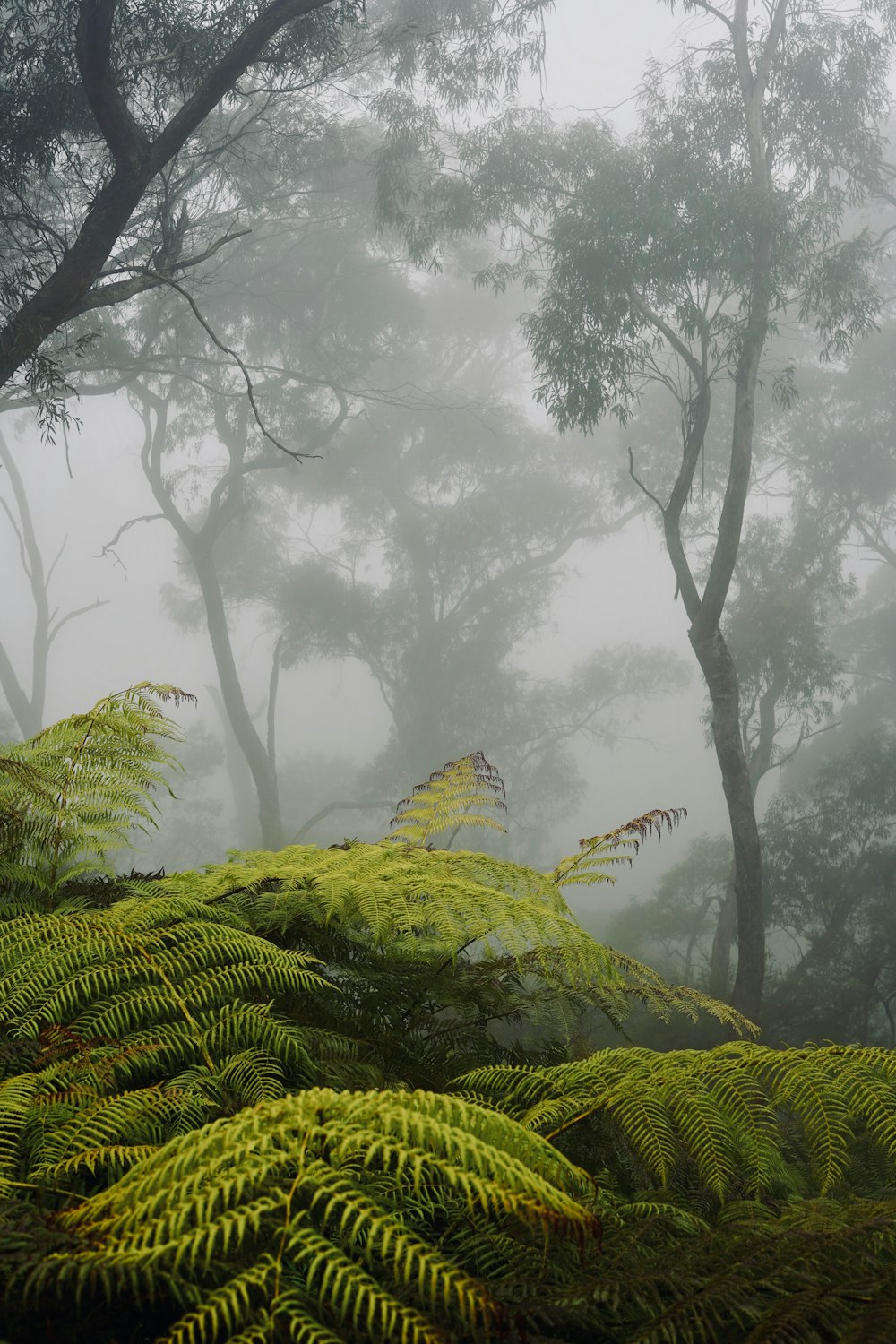 green ferns