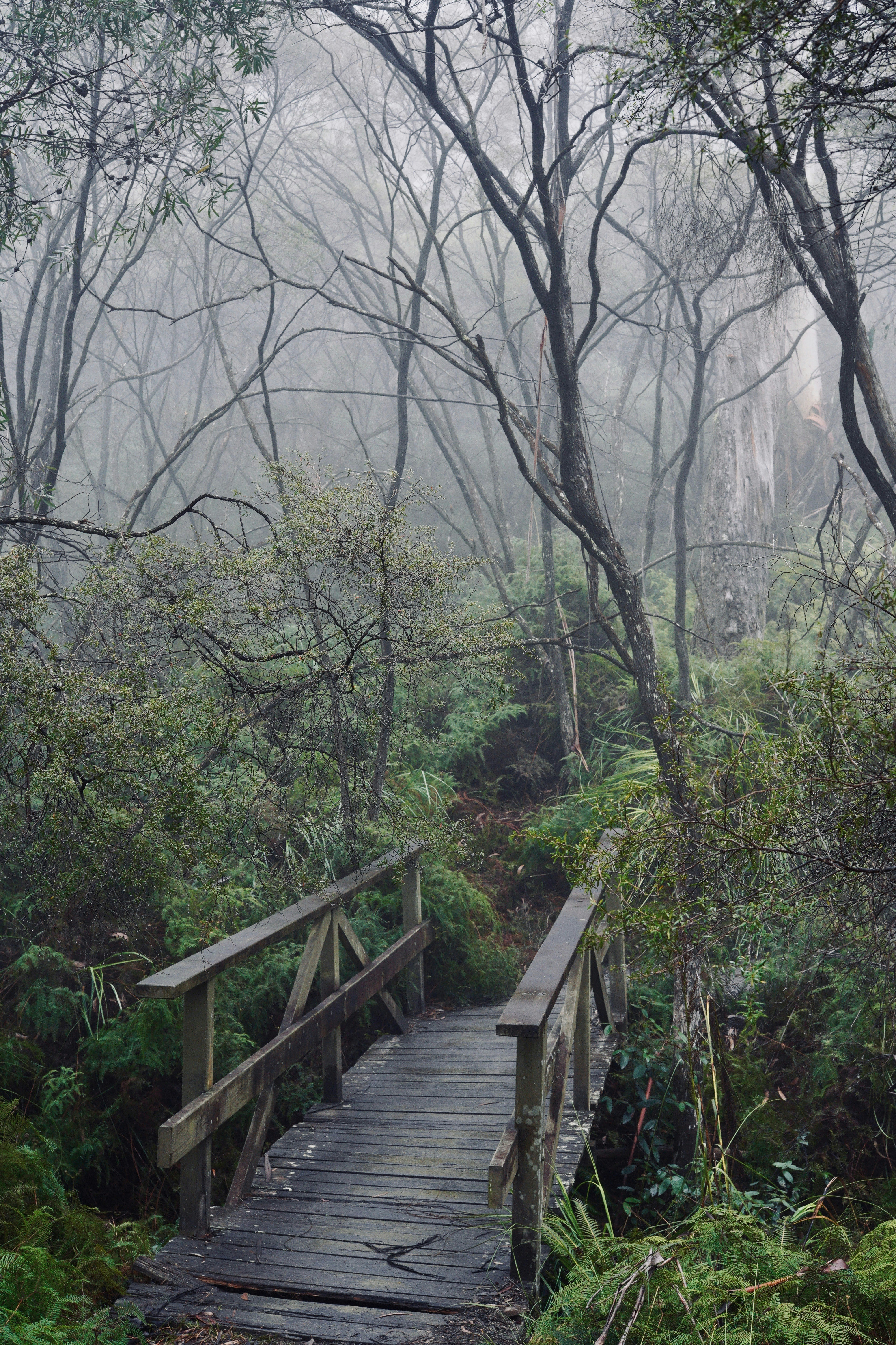 brown wooden bridge surrounded by trees