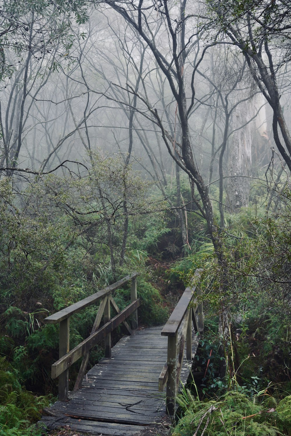 ponte di legno marrone circondato da alberi